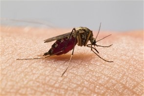 Reportan tres muertes sospechosas de chikungunya